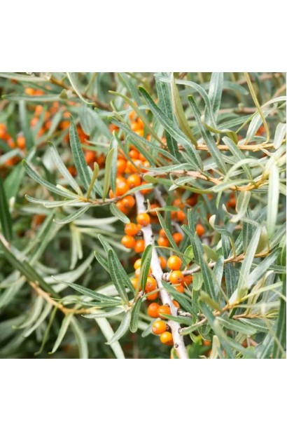 Довге вузьке листя обліпихи Чуйська Солодка